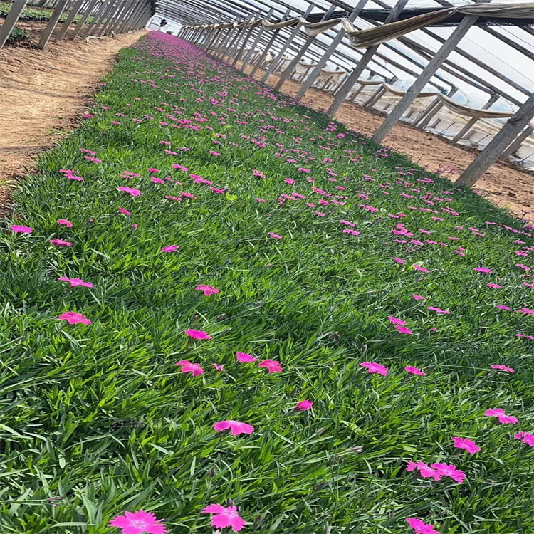 江瑞苗圃欧石竹直批 常年开花欧石竹批发 大盆欧石竹价格便宜
