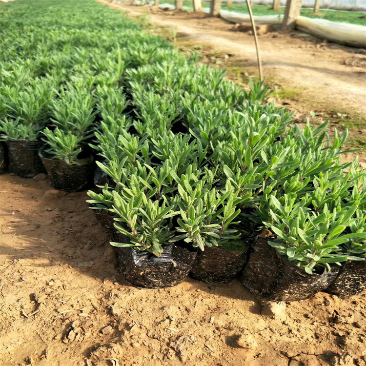 青州苗圃薰衣草基地 薰衣草四季美观 薰衣草现货上车价