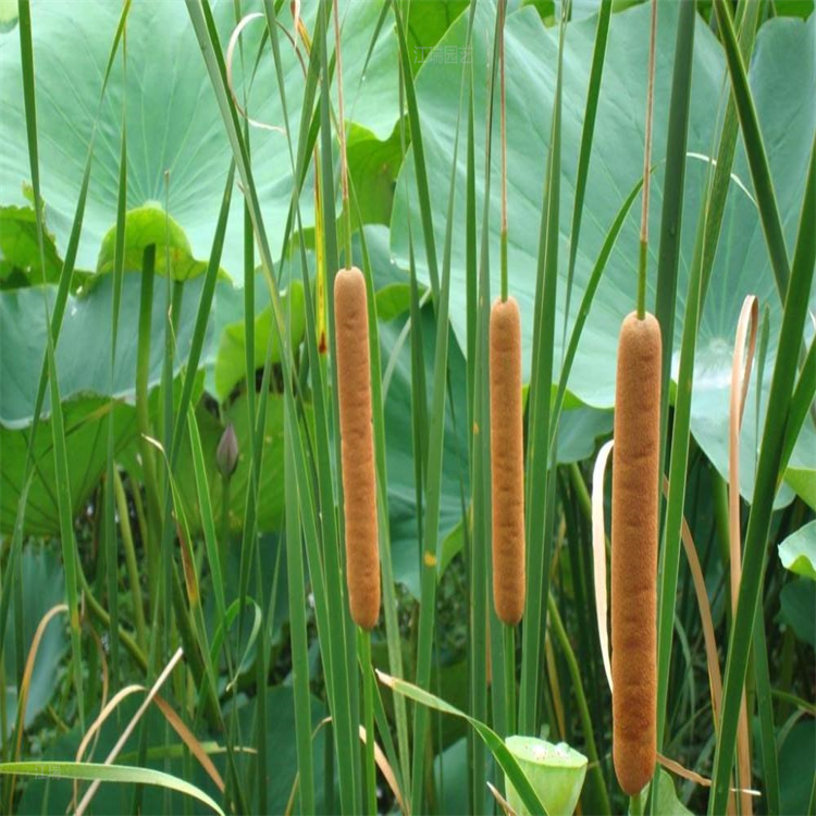 公园绿化香蒲 挺水植物香蒲供应 箱装袋装发货