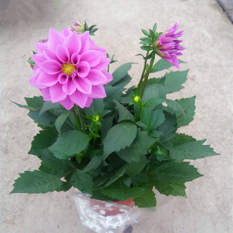 小丽花花色全 花箱花坛配色花卉小丽花 江瑞花卉