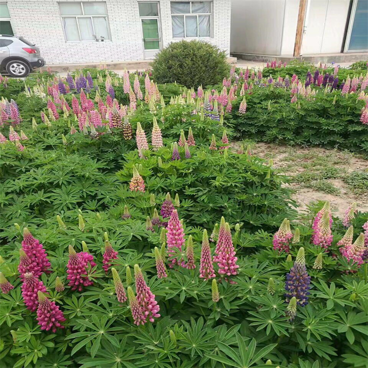 鲁冰花农户价格 鲁冰花种子出售 羽扇豆花期长 江瑞
