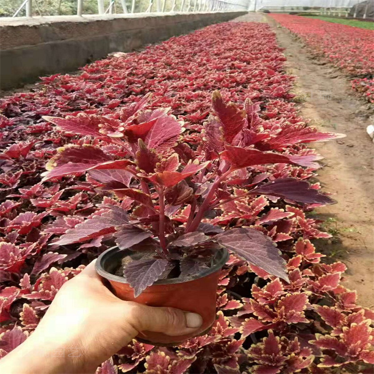 多颜色彩叶草基地 彩叶草广场组摆配色花卉 欢迎选购