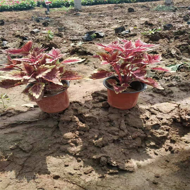 上海彩叶草颜色全 彩叶草大小盆苗 彩叶草庭院室外均可摆放种植