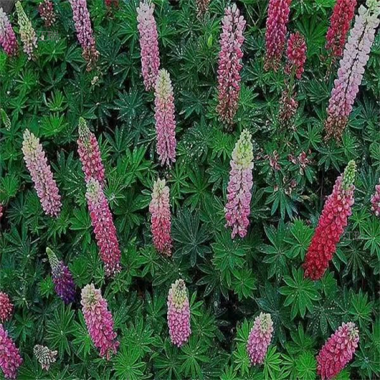 鲁冰花培育 羽扇豆花色全 羽扇豆现货上车价