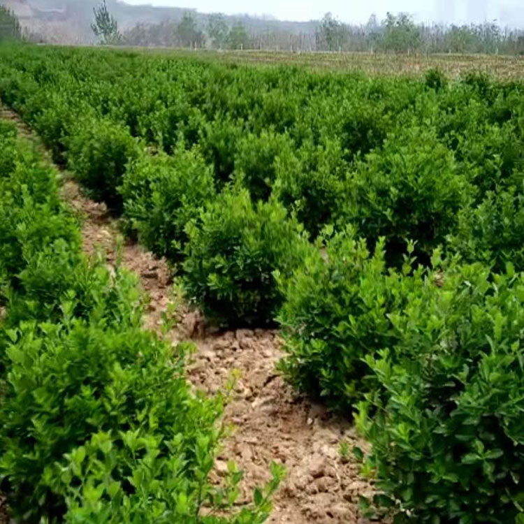 大叶黄杨基地 大叶黄杨球价格 小区绿化大叶黄杨价格