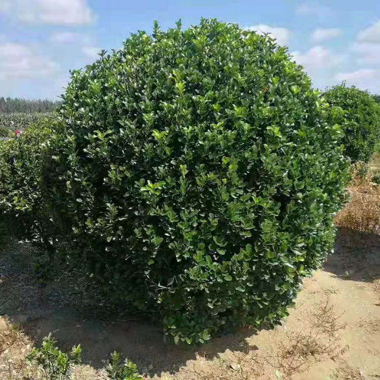 洛阳冬青球 利波苗圃 多年种植经验高成活率 