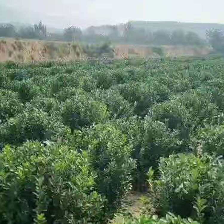 大叶黄杨球批发基地 大叶黄杨球厂家直销 洛阳大叶黄杨球