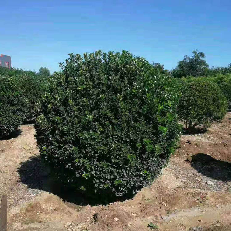 洛阳黄杨球批发基地 大叶黄杨球价格 大叶黄杨球种植基地