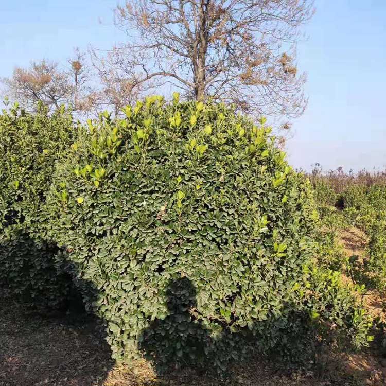 冬青球基地 景观冬青球工程苗 现挖现发
