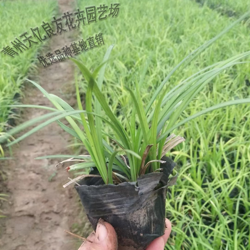 麦冬 麦冬价格 麦冬报价