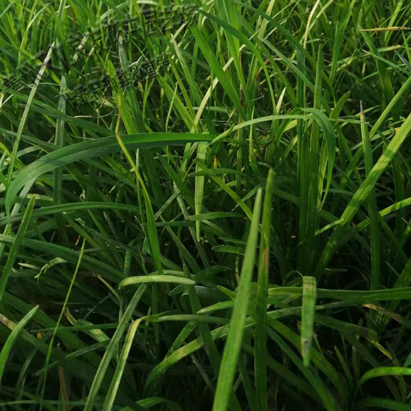 麦冬报价 山东青州麦冬种植基地 批发园林绿化苗麦冬