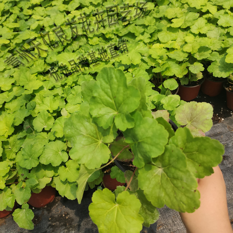 矾根价格 宿根花卉矾根批发  大棚矾根出售