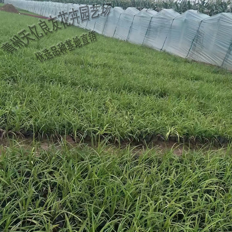麦冬小苗价格 麦冬基地直销 麦冬种植基地 来电咨询
