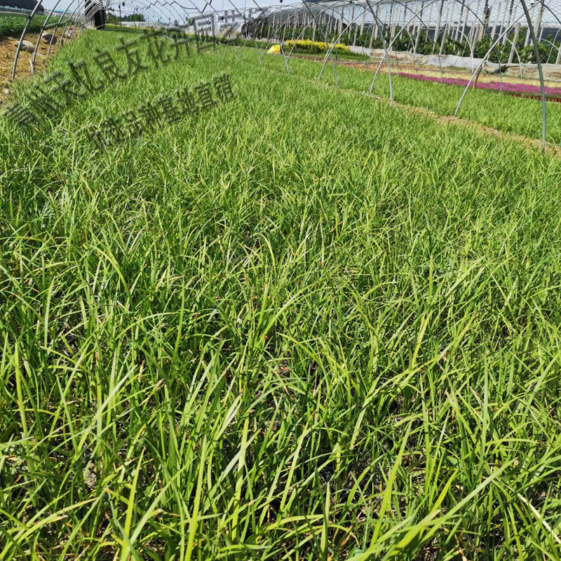 麦冬批发价格 青州麦冬出售 麦冬杯苗种植基地 无中间商