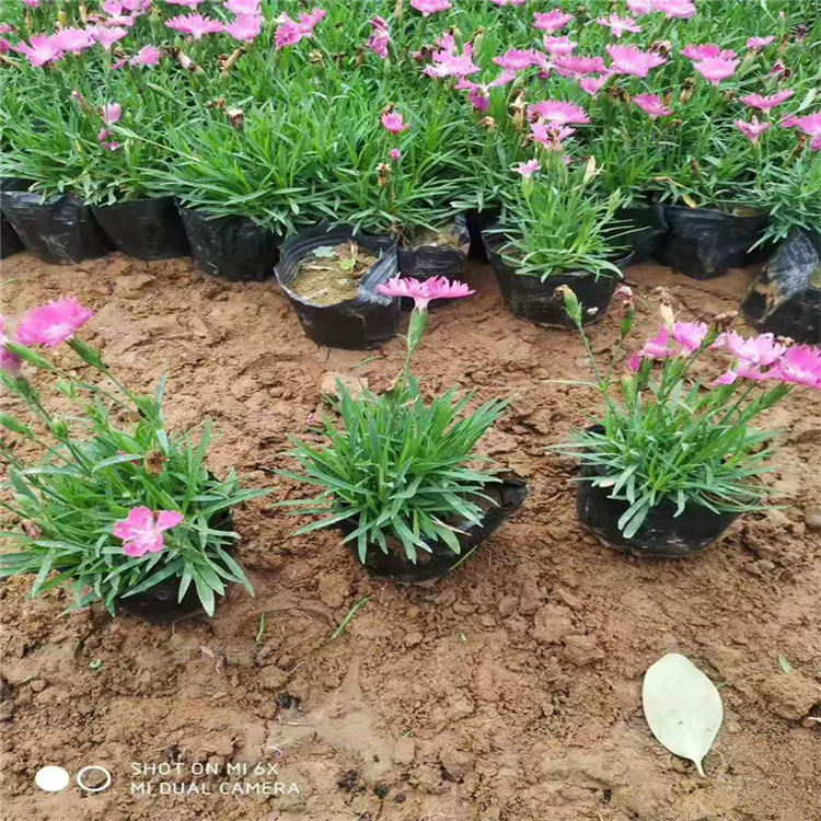欧石竹花坛绿化花卉 欧石竹室外庭院绿化花卉 欢迎实地考察
