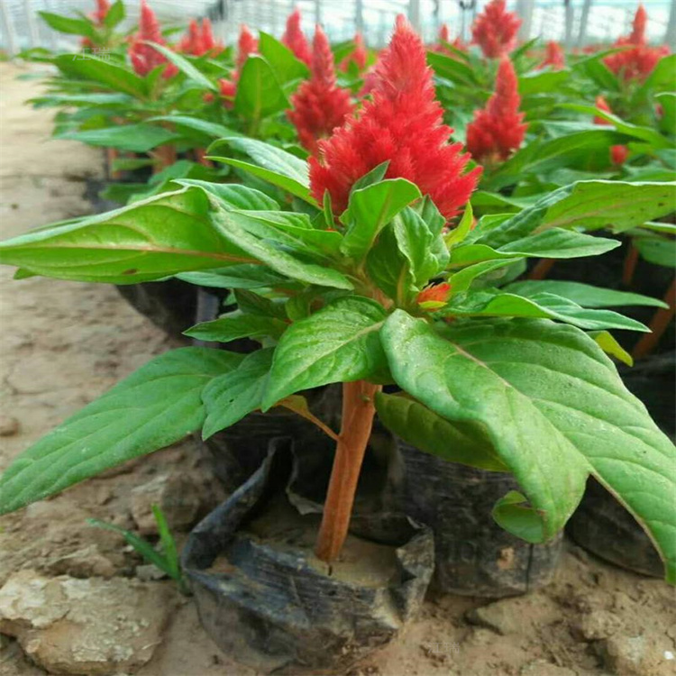 一支笔花种植基地 节假日组摆花卉一支笔花 颜色全