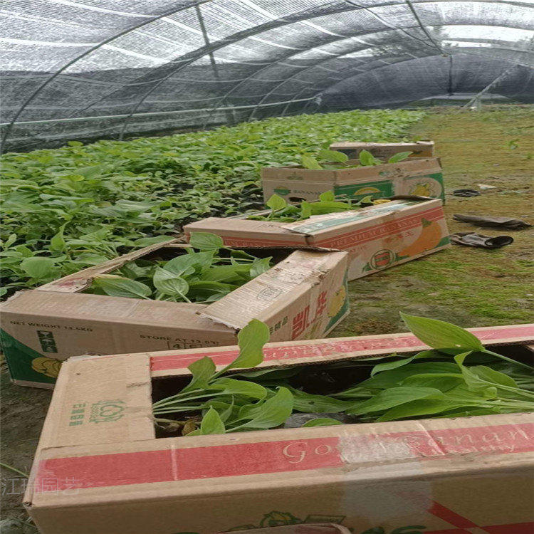 白玉簪街道美化 白玉簪农户价格 白玉簪现货上车价 欢迎咨询