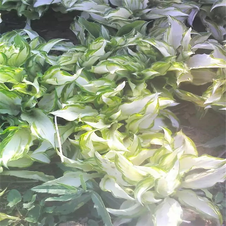 花叶玉簪现货上车价 杭州花叶玉簪培育 花叶玉簪大面积种植
