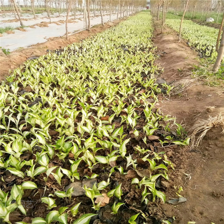 上海花叶玉簪基地 花坛地被绿化花卉花叶玉簪 江瑞