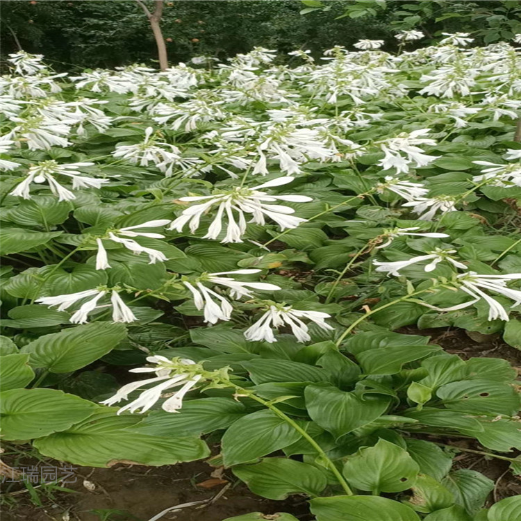 白玉簪长势好 白玉簪花期长 花坛绿化花卉白玉簪