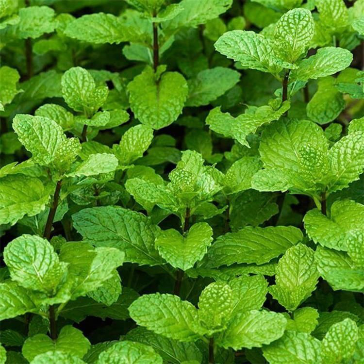 大量供应薄荷 绿化用时令草花 薄荷报价