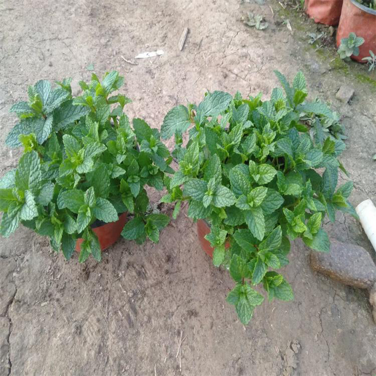 河北薄荷 公路两侧用草花 薄荷小苗培育