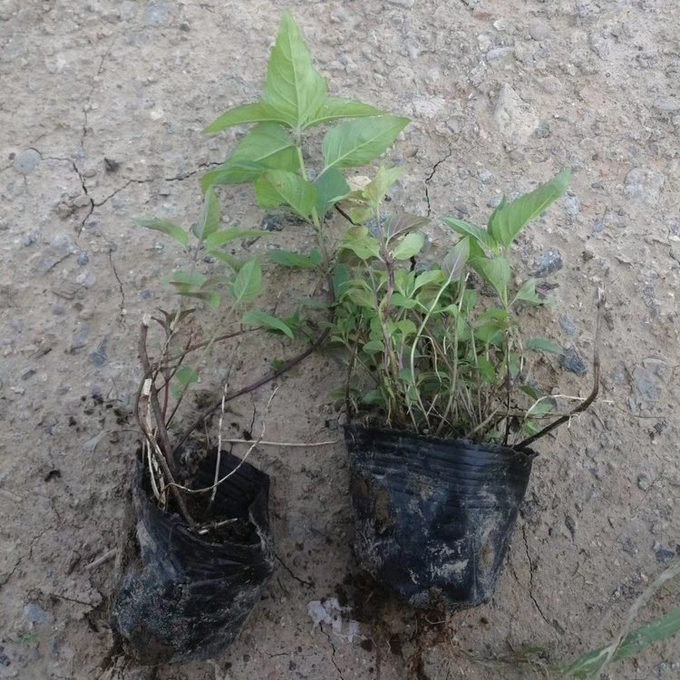 宁夏薄荷 道路草花