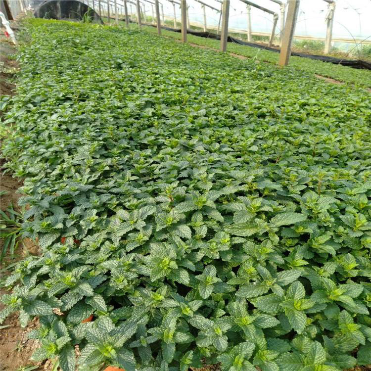 大量供应薄荷 绿化用时令草花 薄荷小苗培育