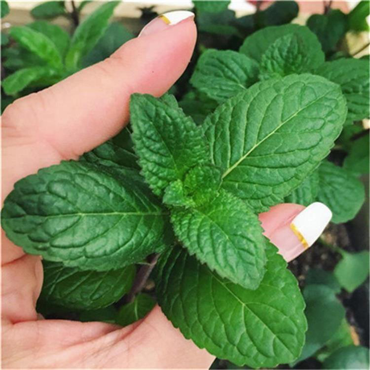 青州薄荷 节日组摆草花 薄荷种植基地