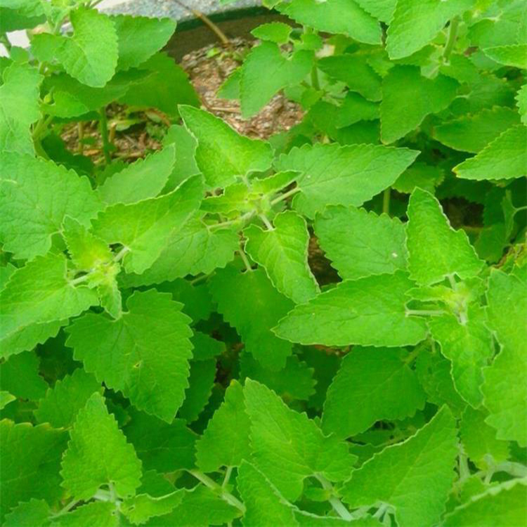 出售薄荷 绿化草花 薄荷种子价格