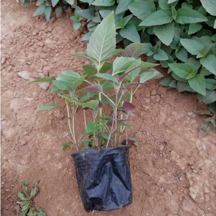 基地种植薄荷 公路两侧用草花 出售薄荷