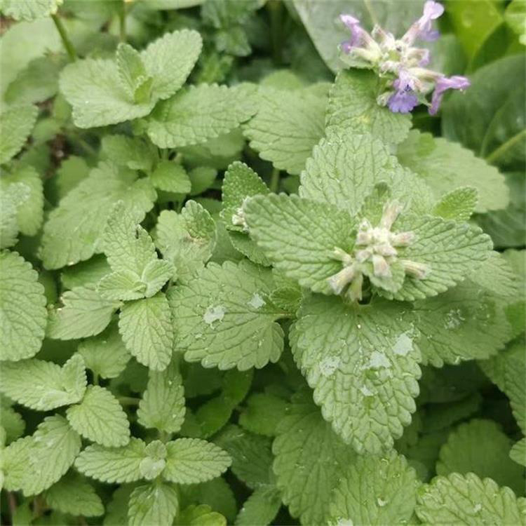 海南薄荷 绿化草花