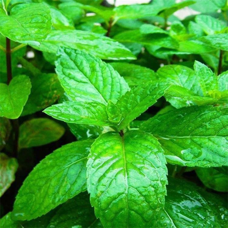 宁夏薄荷 广场组摆花卉 薄荷价格