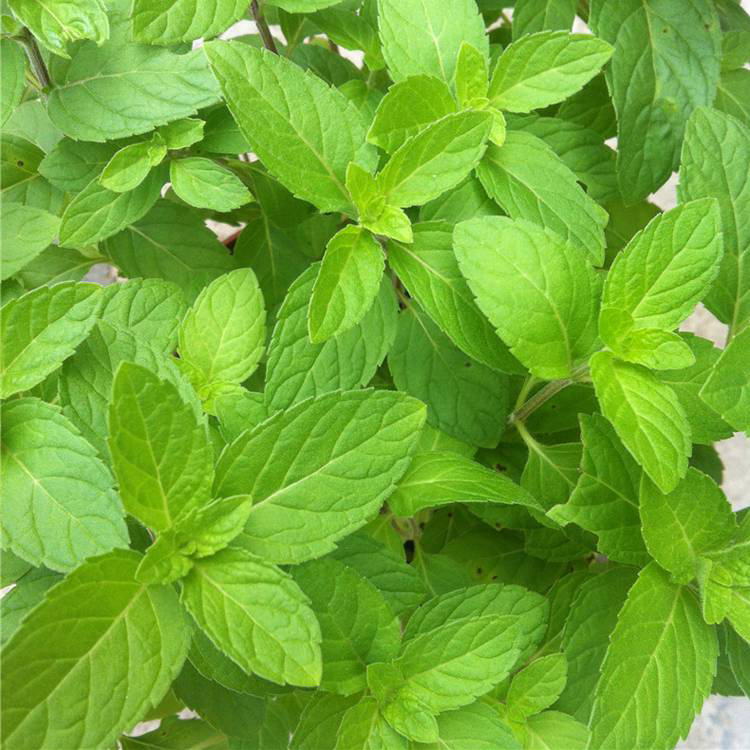 宁夏薄荷 绿化用时令草花