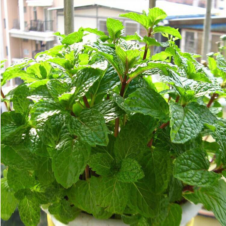 基地批发薄荷 绿化用时令草花 基地直发薄荷