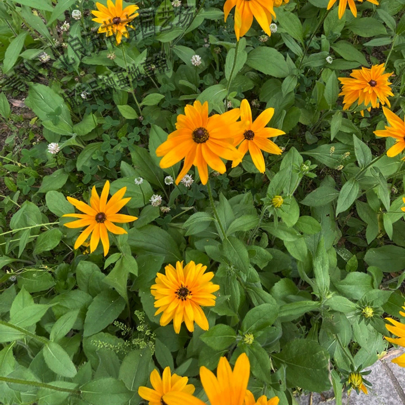 黑心菊 黑心菊价格 黑心菊种植基地