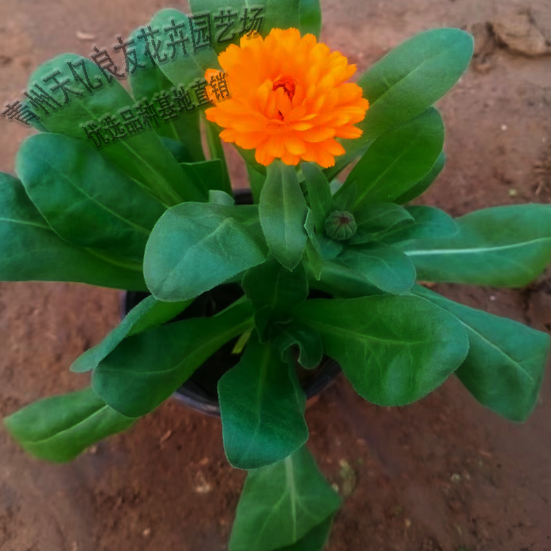 金盏菊 金盏菊价格 金盏菊种植基地