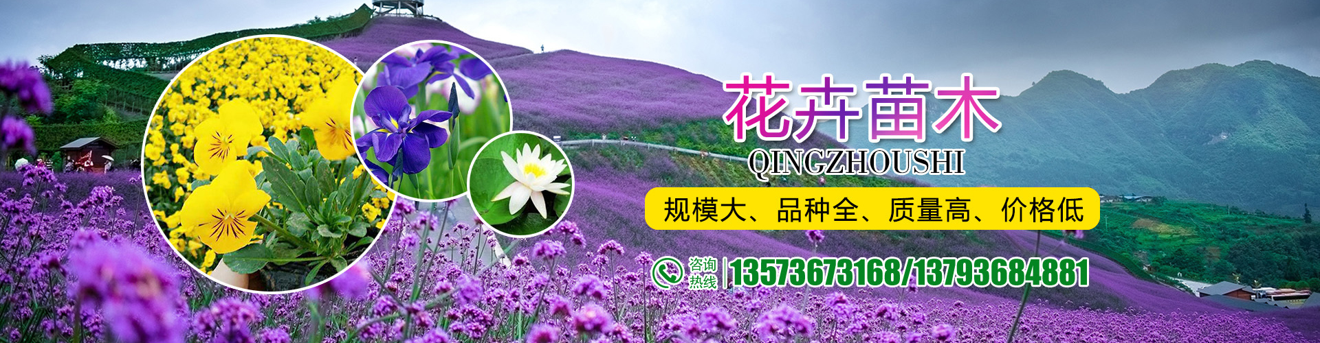 青州市文婷花卉苗木有限公司 主营产品