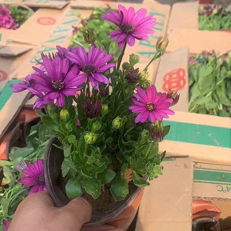 尚青  节日租摆万寿菊盆栽  南非万寿菊批发  欢迎询价尚青