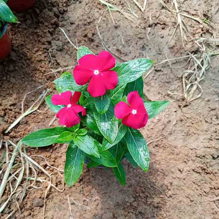花境色系搭配用花  长春花小苗  长春花  四季常绿