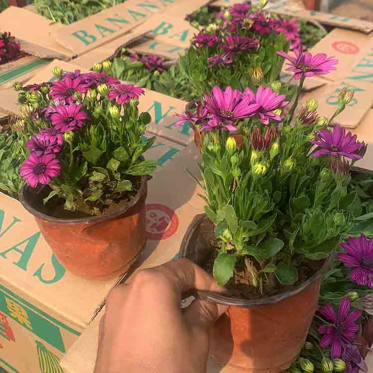 尚青  广场布置观赏盆栽  双色盆万寿菊批发  花色丰富 花期长