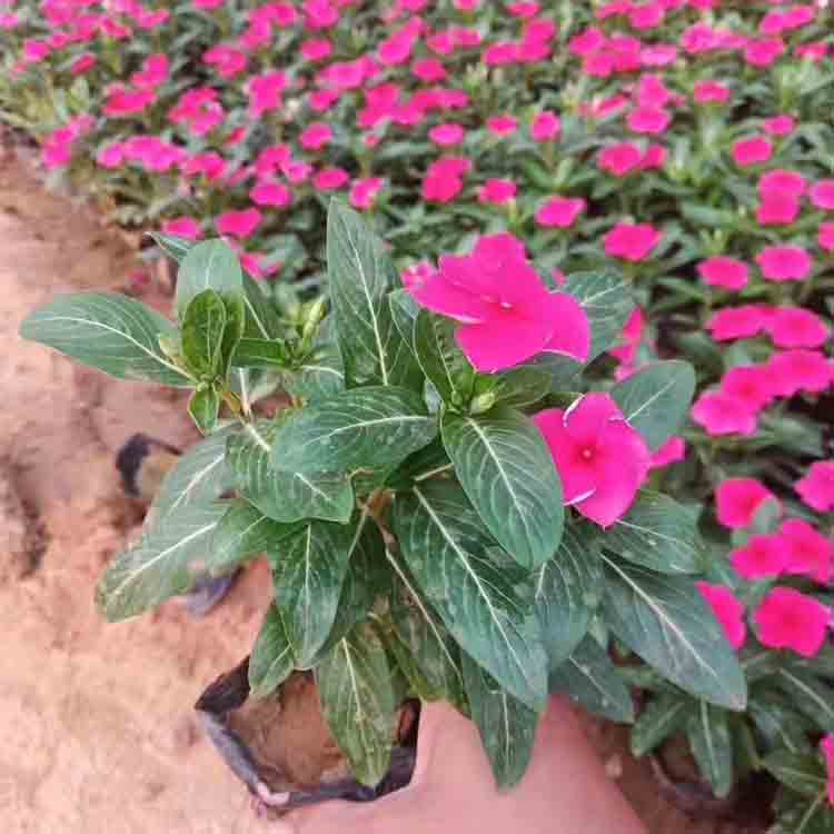 庭园美化天天开苗  长春花小苗  四季有花苞