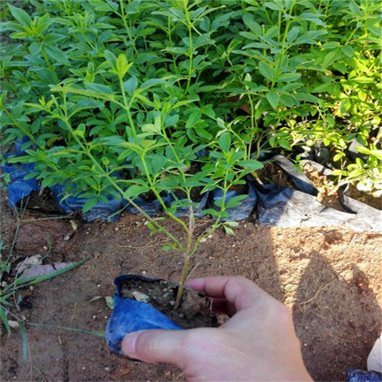 迎春花移植苗 迎春花农户价格 庭院绿化迎春花 欢迎询价