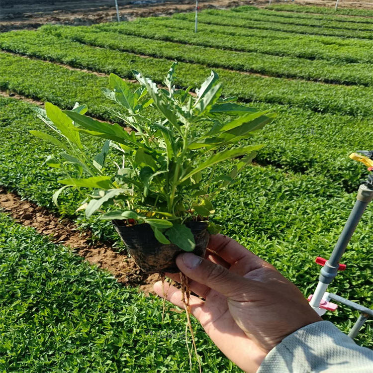 美丽月见草株形美丽 月见草绿化花卉小苗 美丽花乡欢迎您