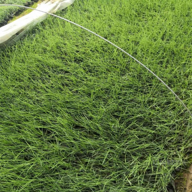 粉黛乱子草移植苗 江瑞草类植物基地 粉黛乱子草网红草