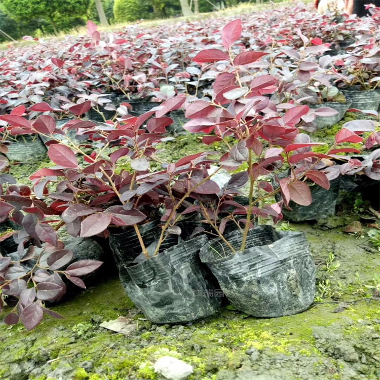 批发出售红花继木 庭院观叶植物红花继木 街道绿化红花继木配色植物