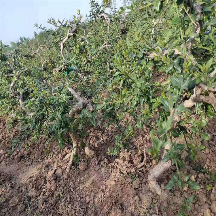 造型迎春花种植厂家 迎春花盆苗地栽苗都有 成活高 欢迎选购