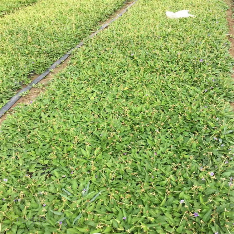 紫花地丁销量好 紫花地丁营养杯苗现货 欢迎致电咨询