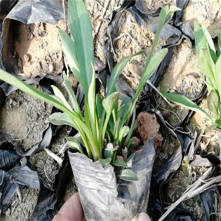 紫菀绿化摆放花卉 紫菀绿化栽植花卉 销量好