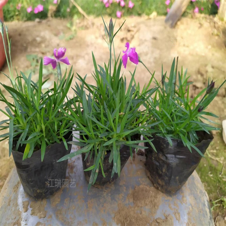 欧石竹多年生宿根景观花卉 江瑞园艺 欧石竹销量好